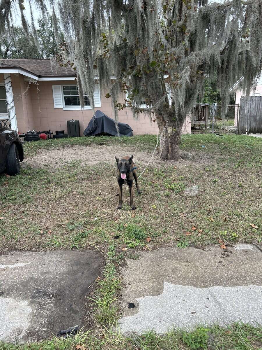 AKC Registerd Belgian Malinois stud available image 7