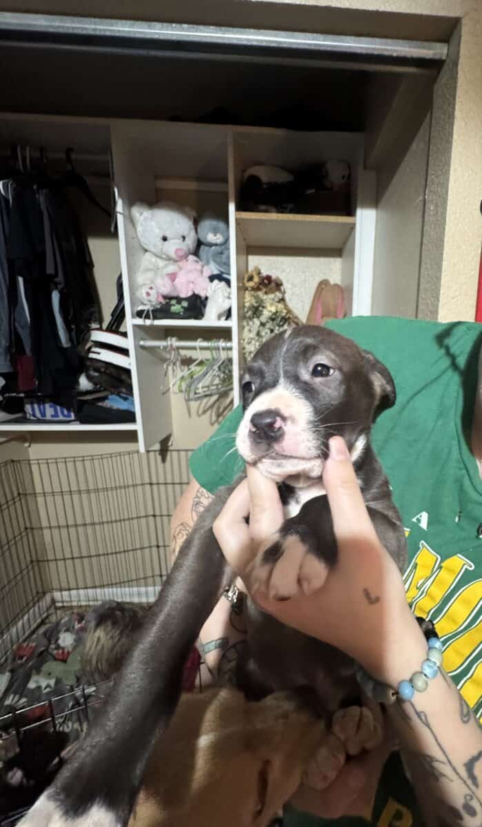 Puppies image 2