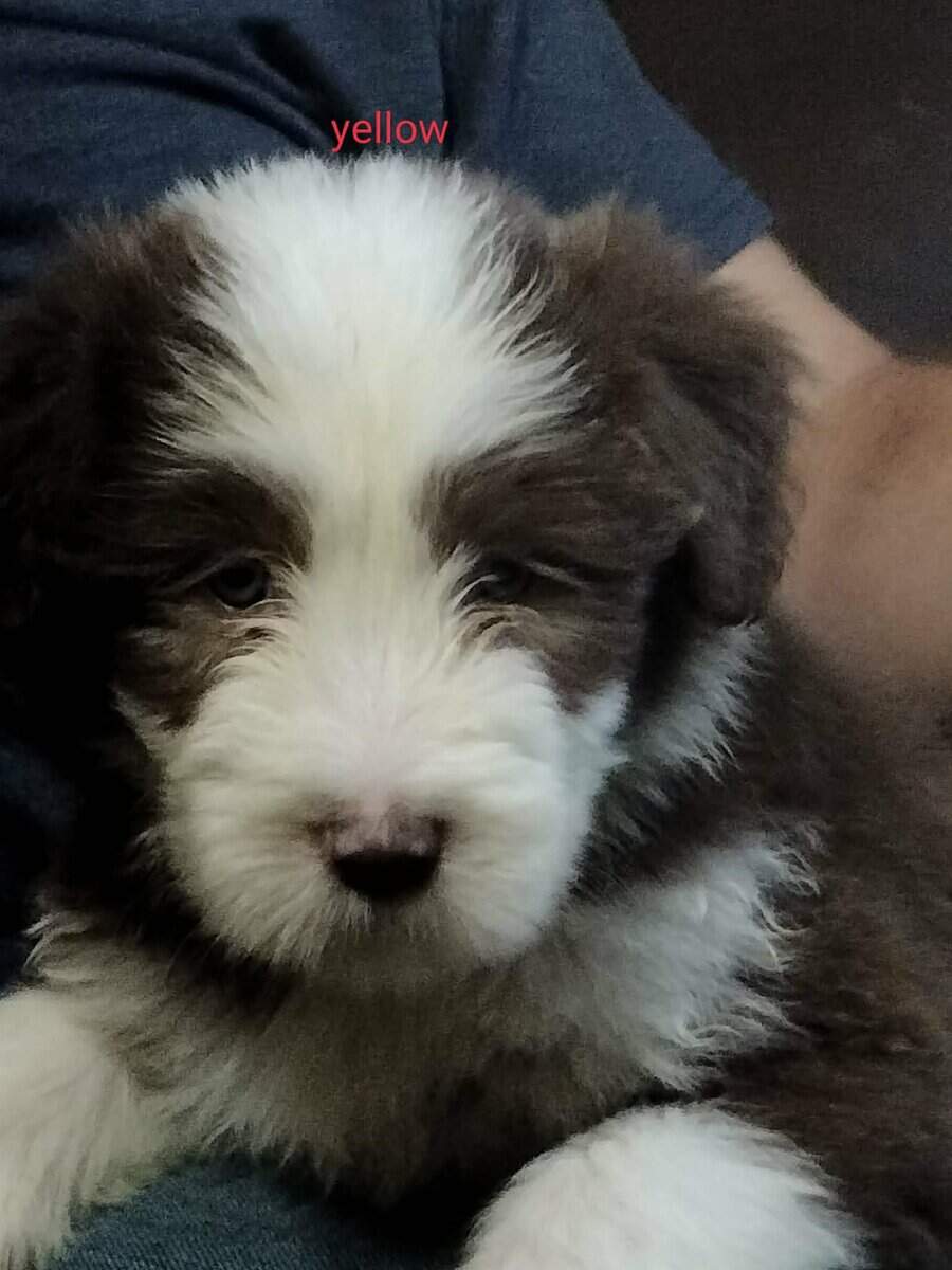 Bearded collie puppies image 3