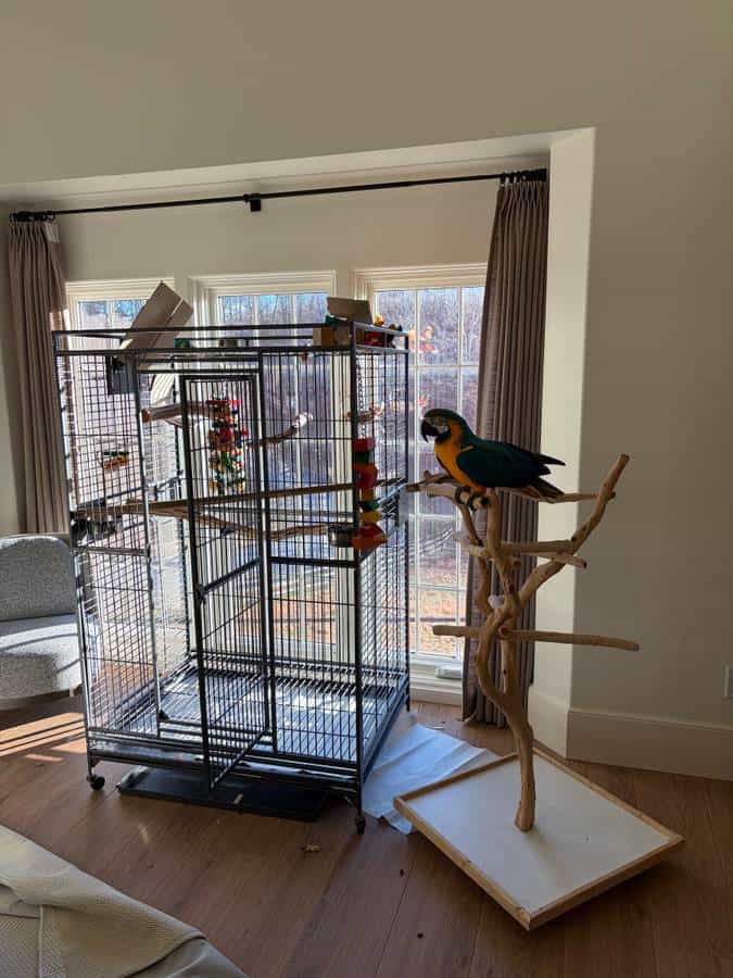 WANT TO BUY Macaw or Grey image 1