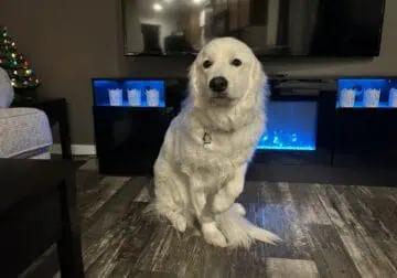 Rehoming my Great Pyrenees