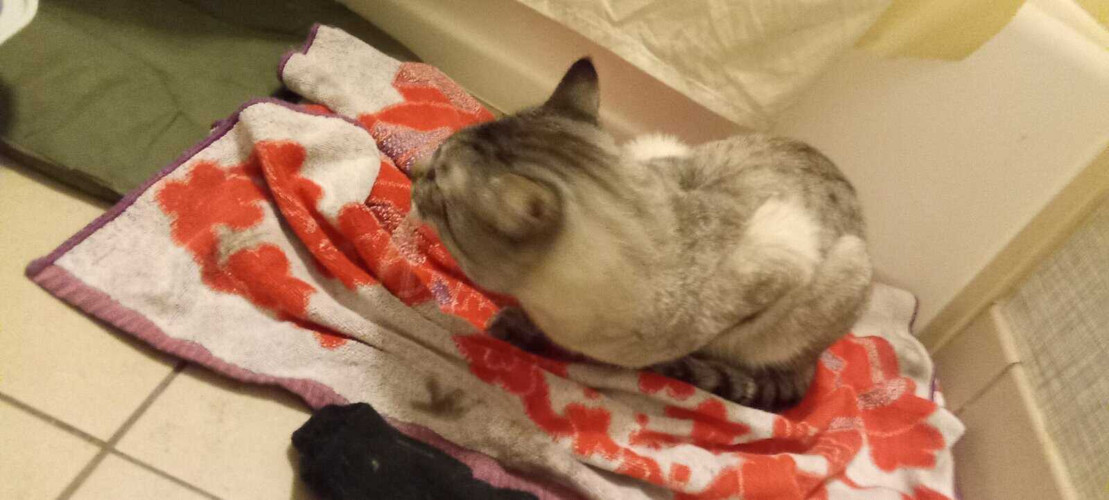 Gorgeous tom needs new home immediately image 2