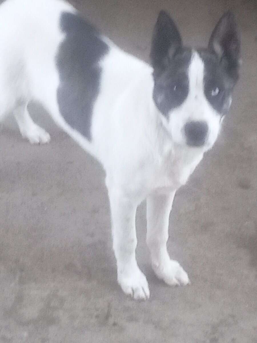 Free puppy. Queensland mix. image 2