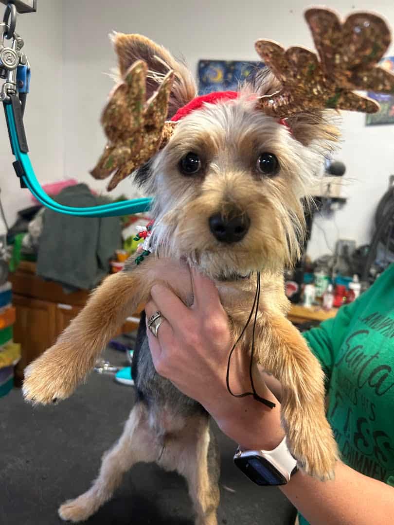 Loveable Yorkie image 1
