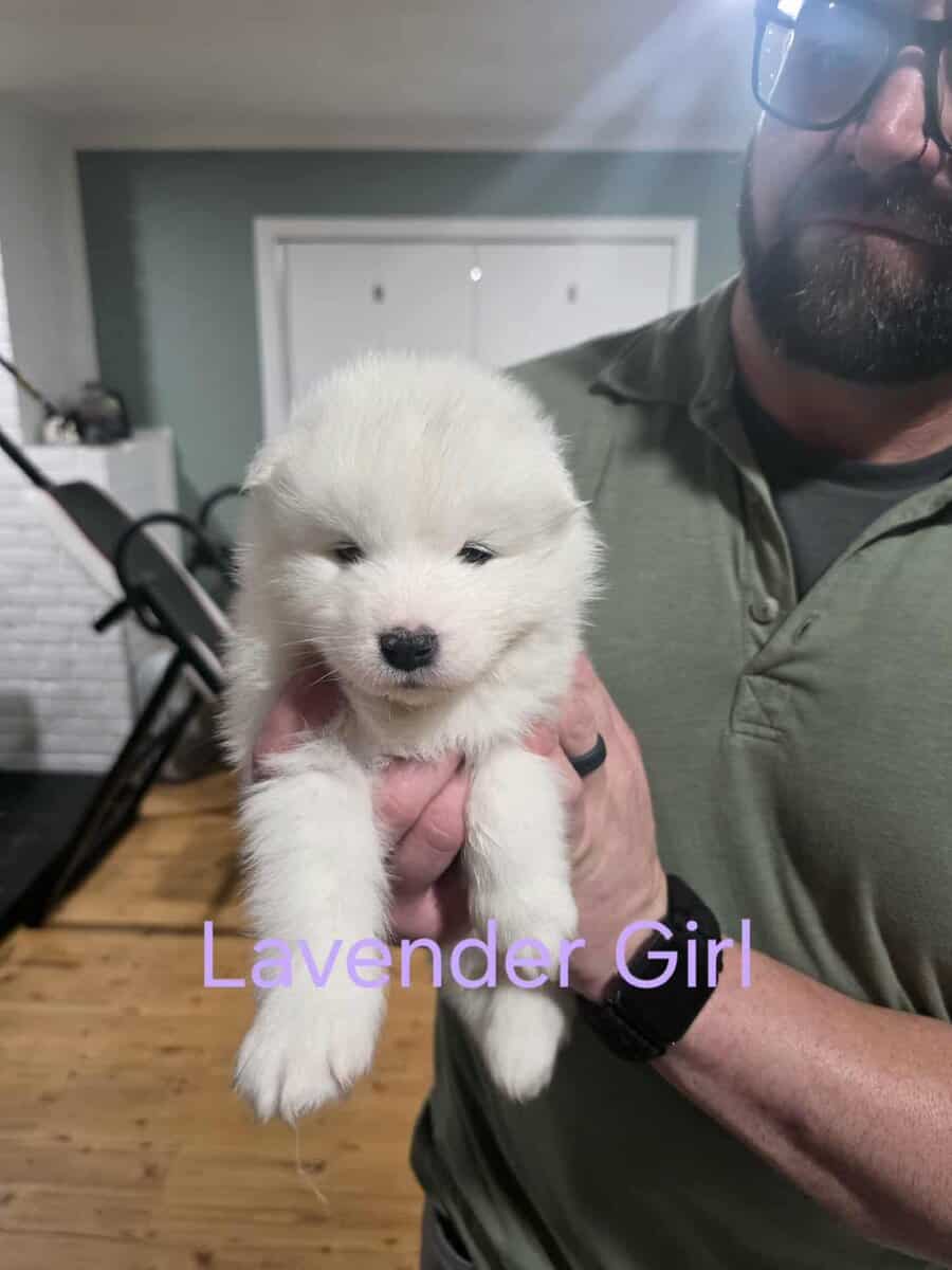 Beautiful Samoyed Puppies image 2