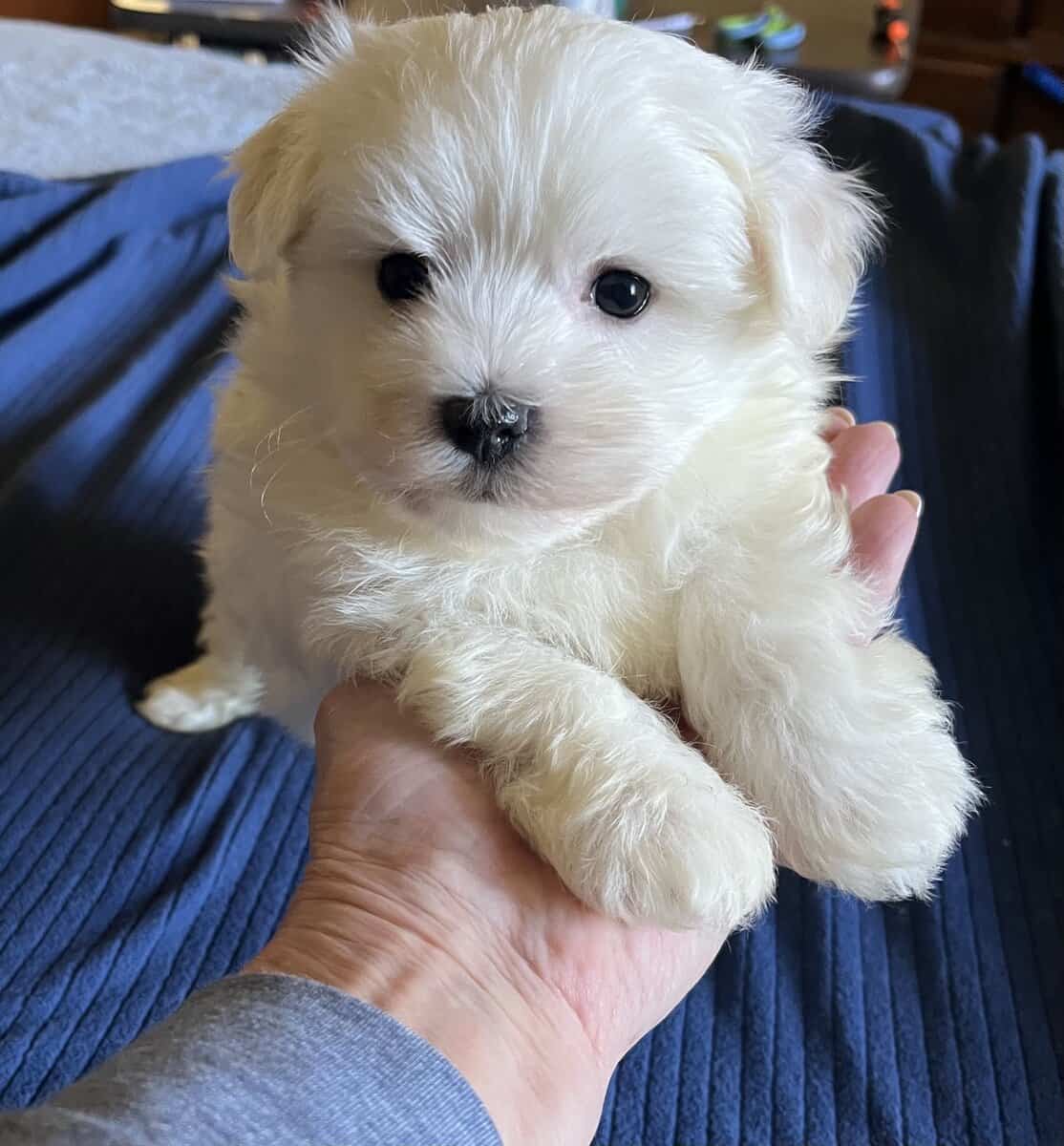 Maltese Male and Female Puppy A.K.C. For Sale image 1