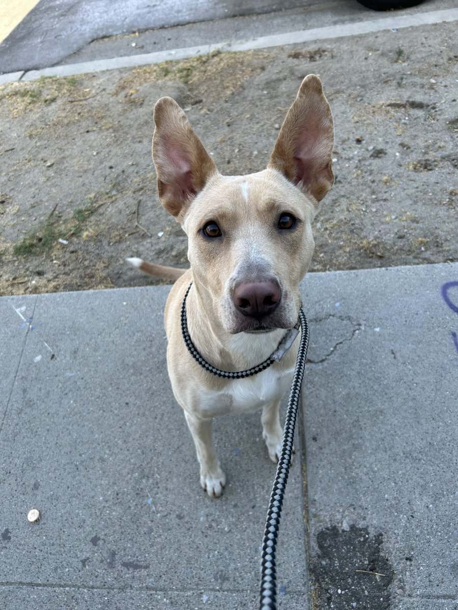 Sage to find a loving and active family or owner image 6