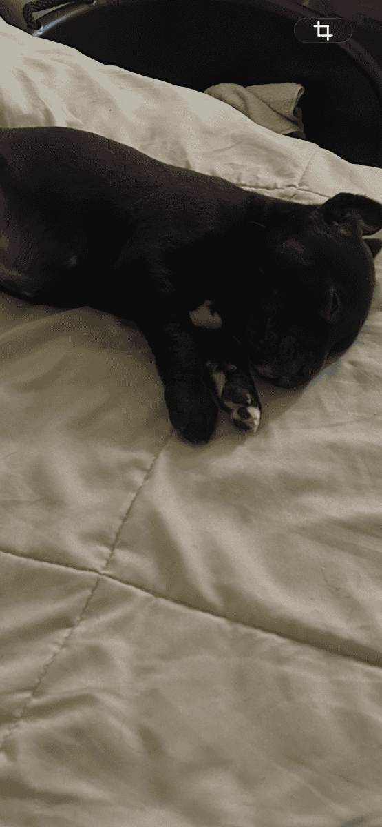Lab retriever mix with pitbull image 4