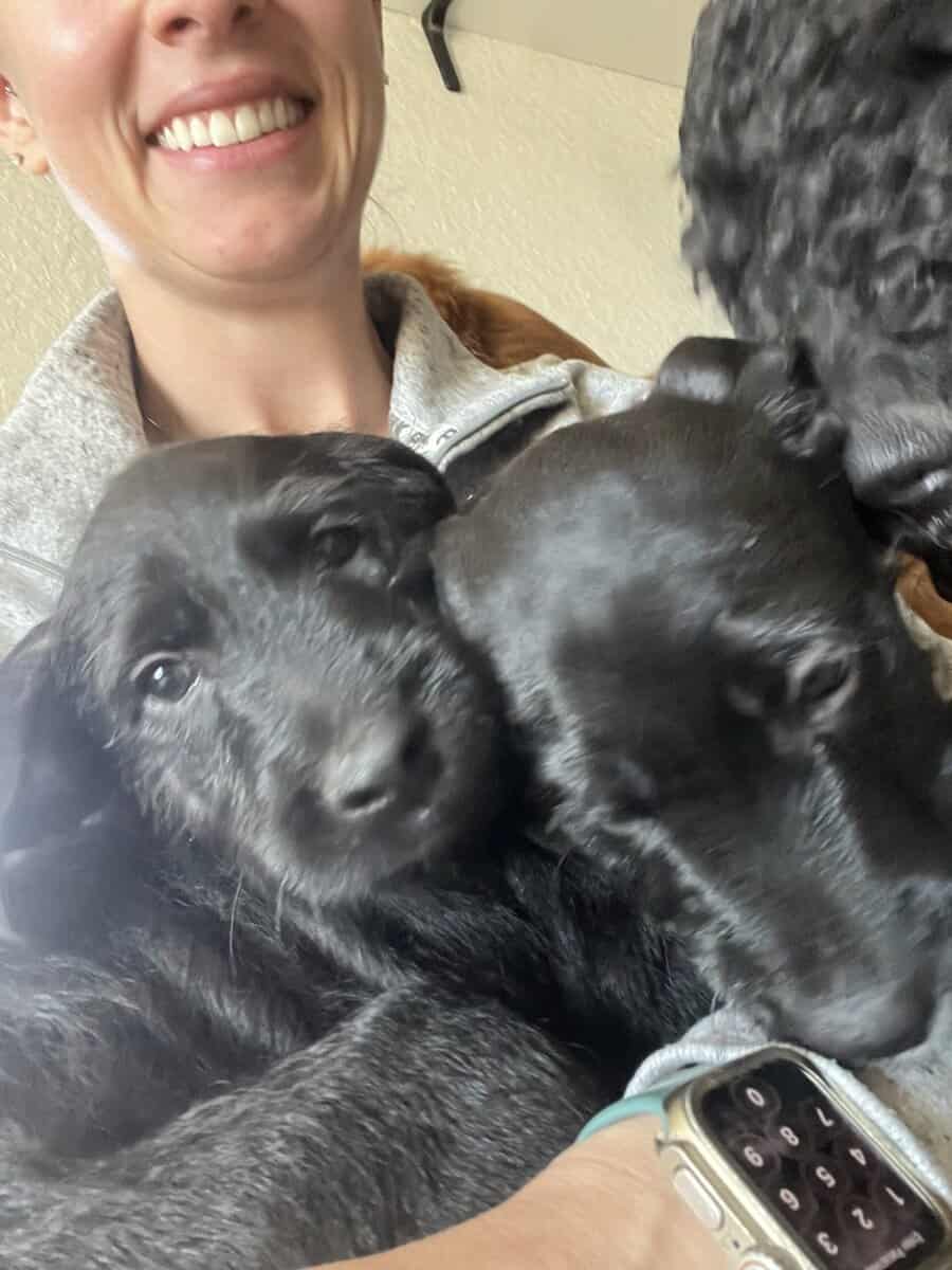 Cane Corso - Standard Poodle “Canoodles” image 13