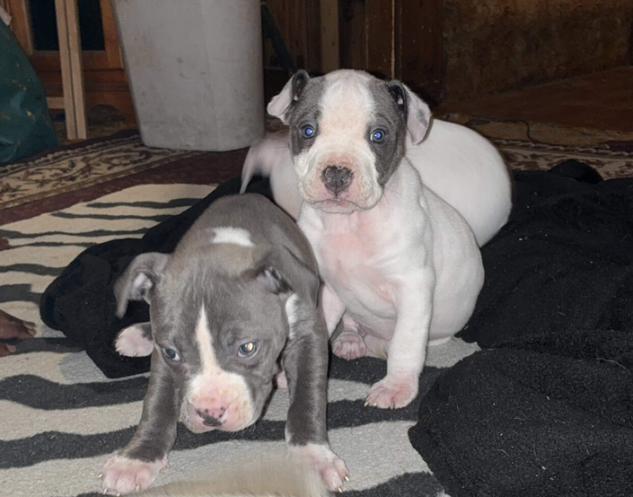 American Bully Pups image 4
