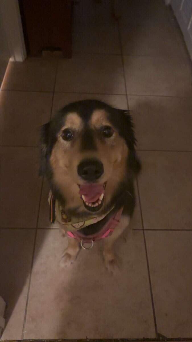 Free dog image 1