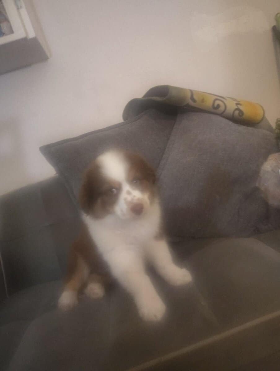 Australian Shepherd image 1