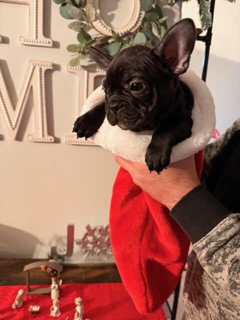🐾 Miniature French Bulldog Puppies – 9 Weeks Old image 6