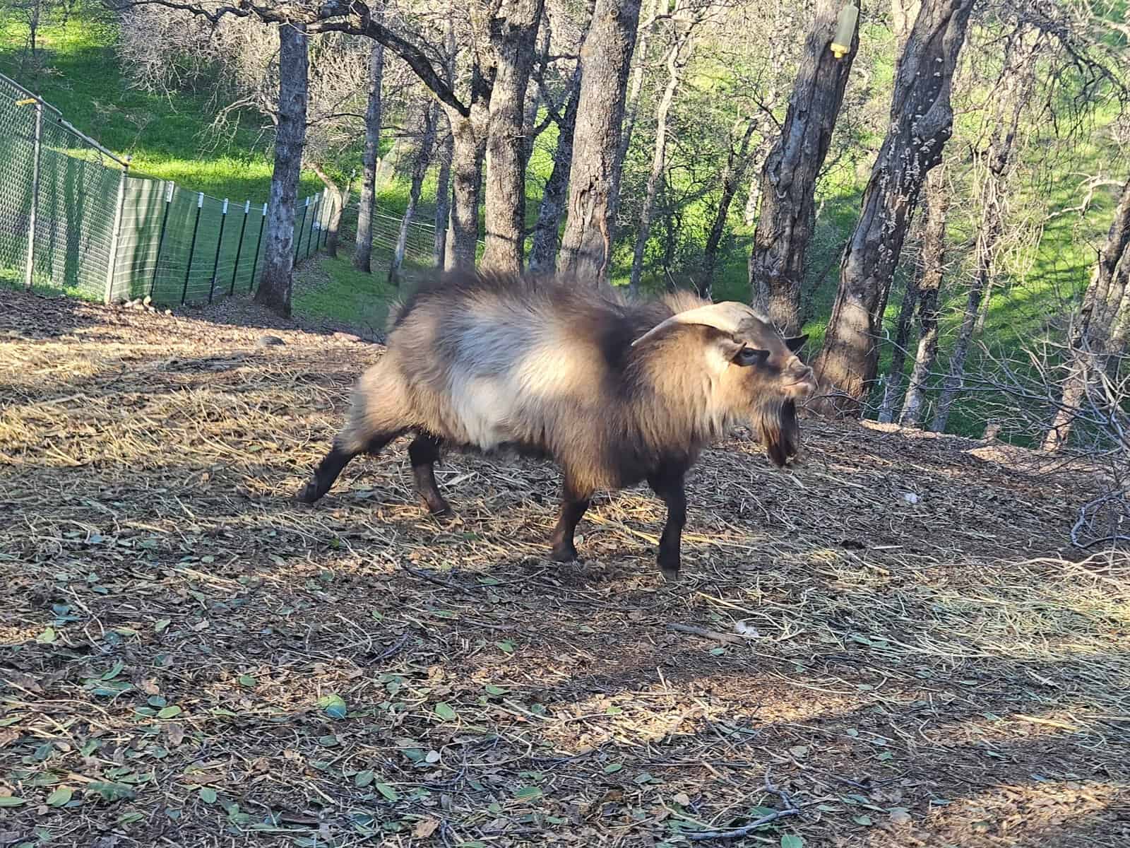 Tennessee Fainting Goat - Yearling image 3