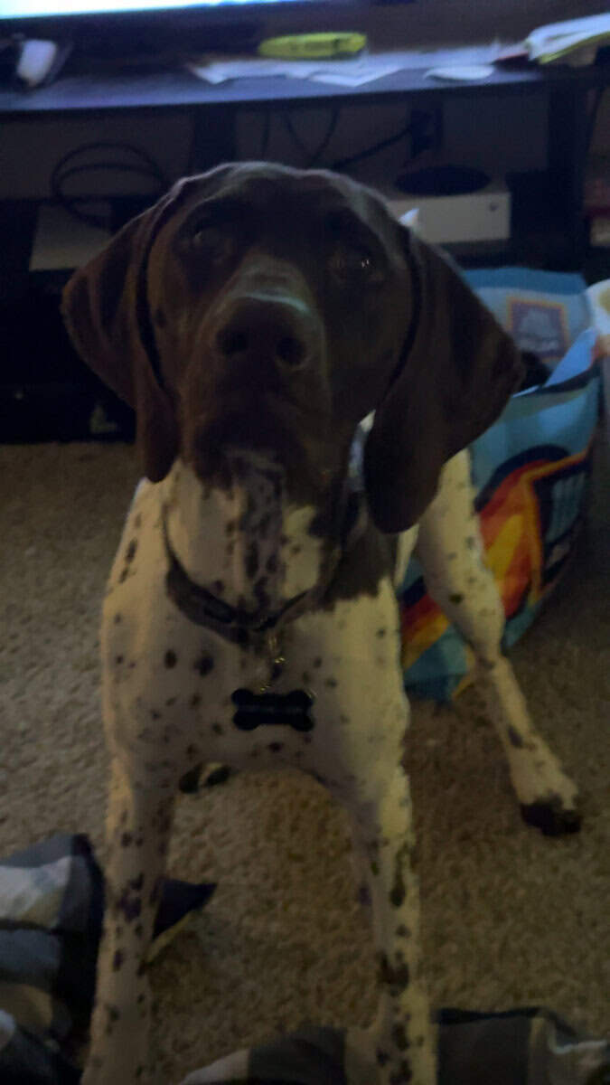 Gunner image 2