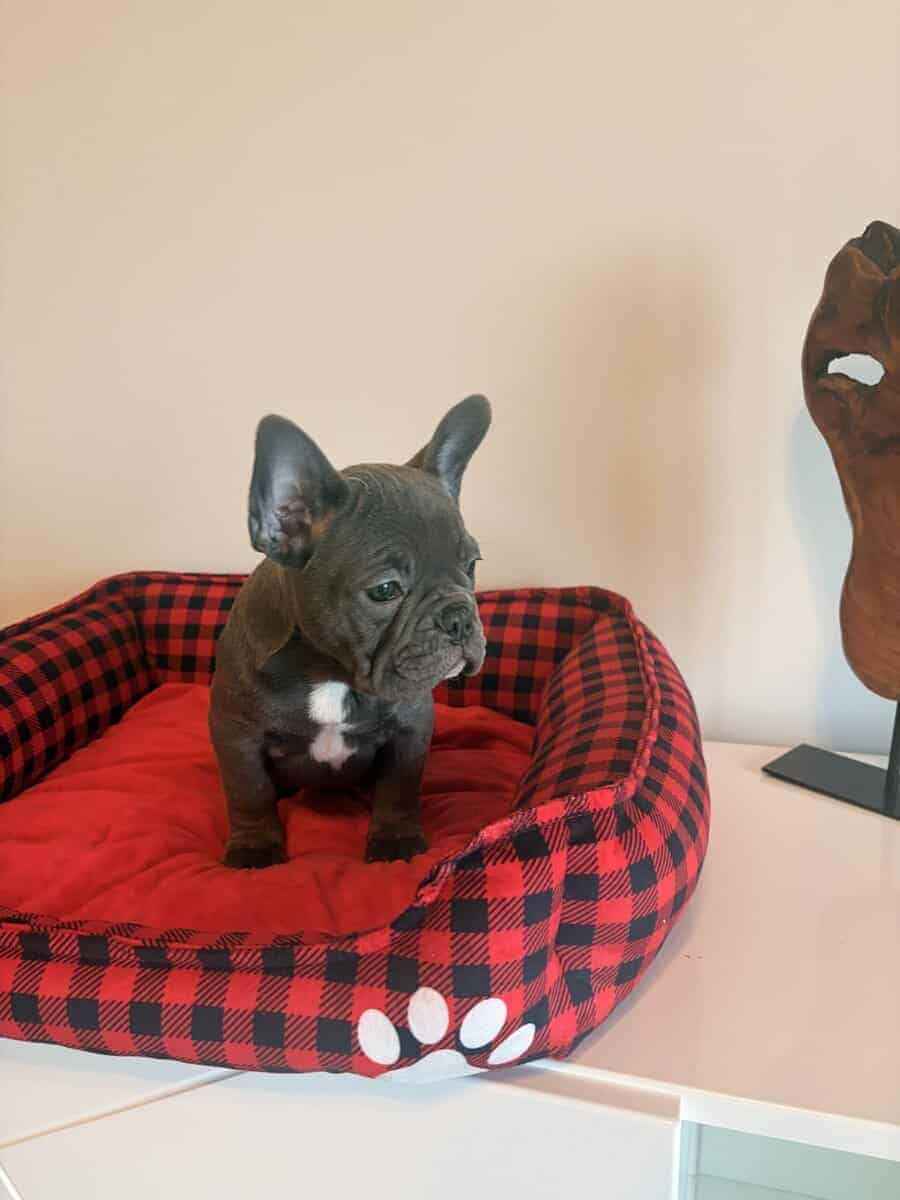 Frenchies looking for a Forever Home image 9