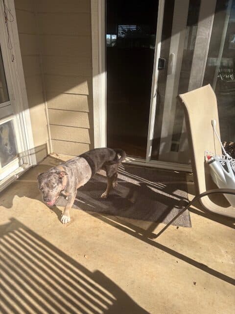 Pitbull mix- spayed female, 2 years, 50 lbs image 5