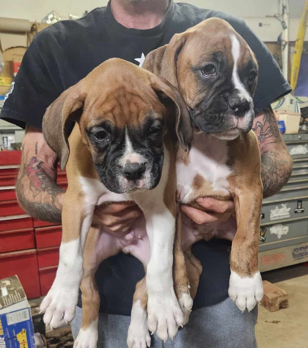 2 purebred 9 week male puppies image 1