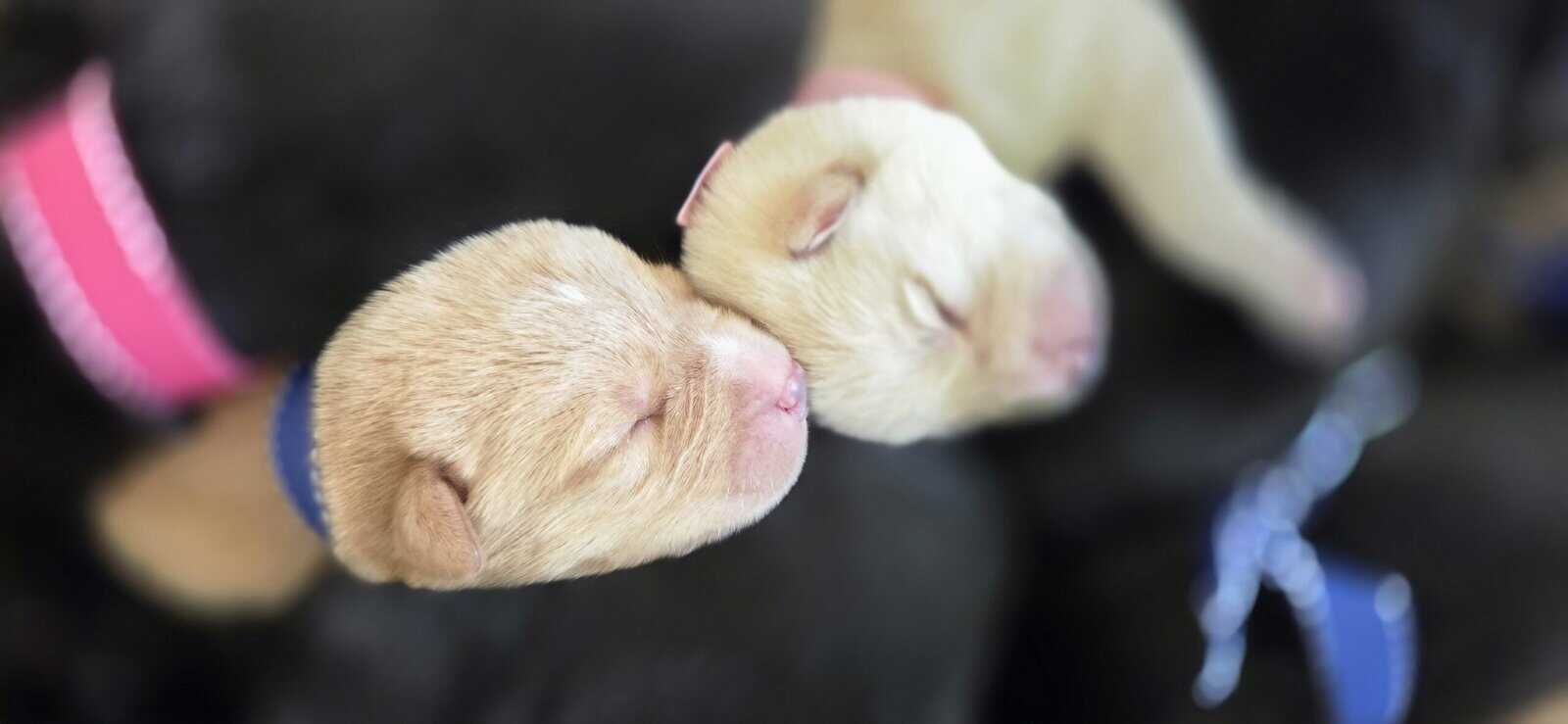 Labrador Retriever/Border Collie Puppies For Sale image 6