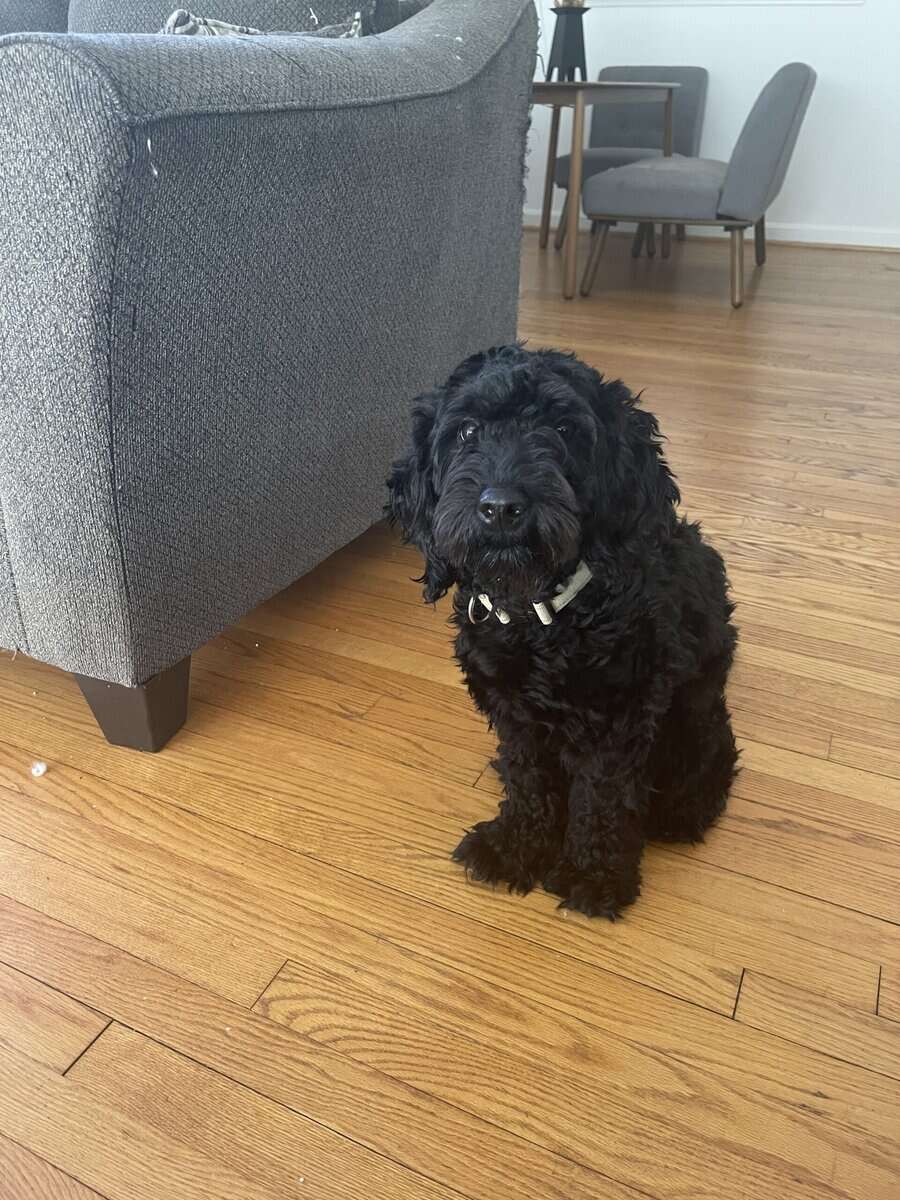 Leo the Doodle image 1