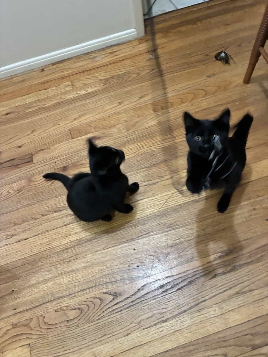2 KITTENS NEED A HOME image 2