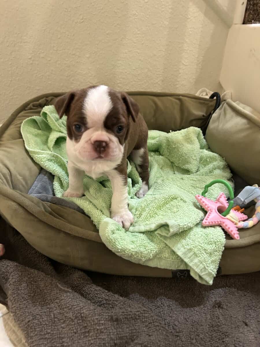 Boston Terrier image 2