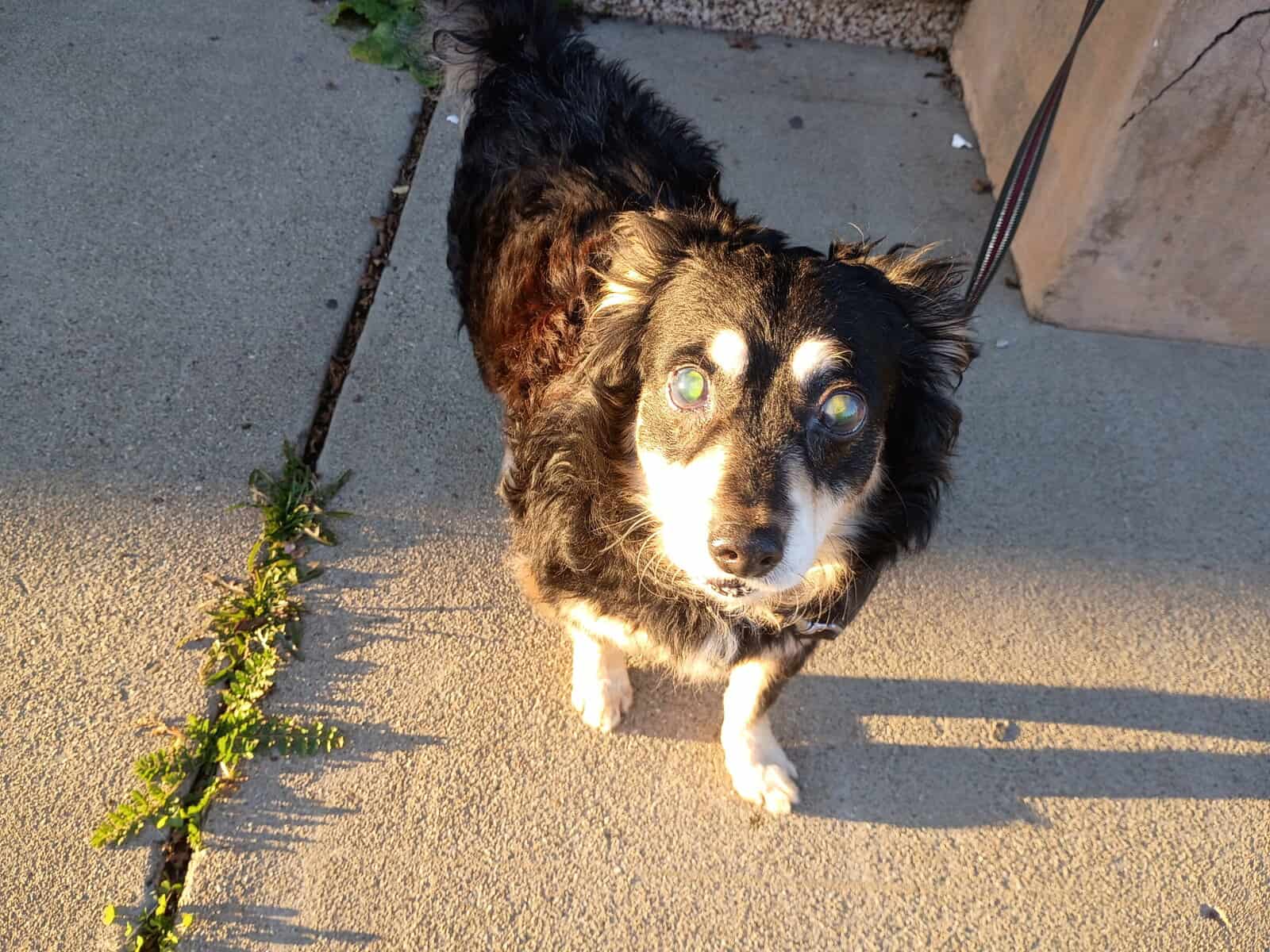 Senior Cocker Spaniel Looking for Retirement Home image 5