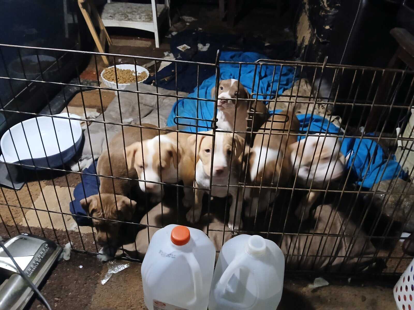 Full blooded pitbull puppies for sale image 3