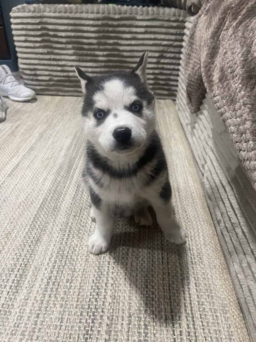 Sebirian puppys for sale image 3