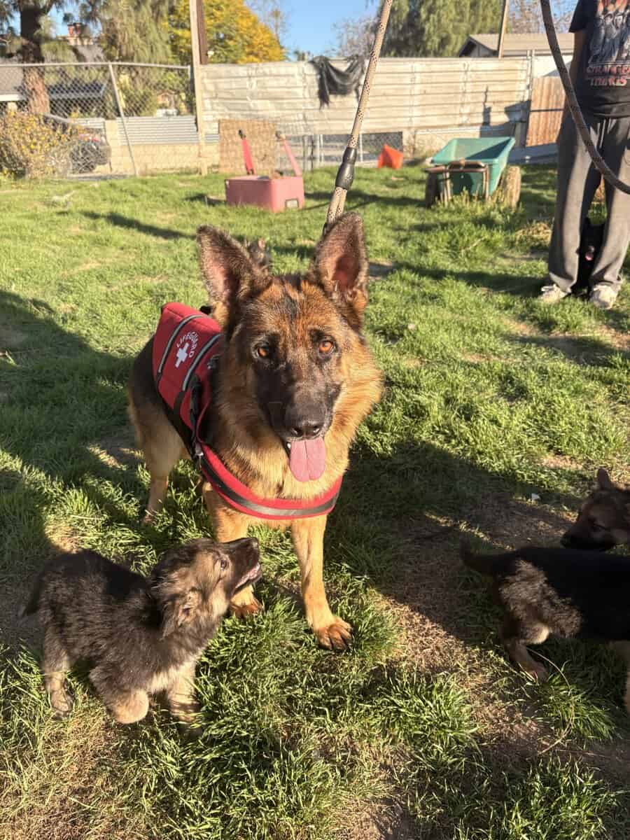 German Shepard Puppies image 3