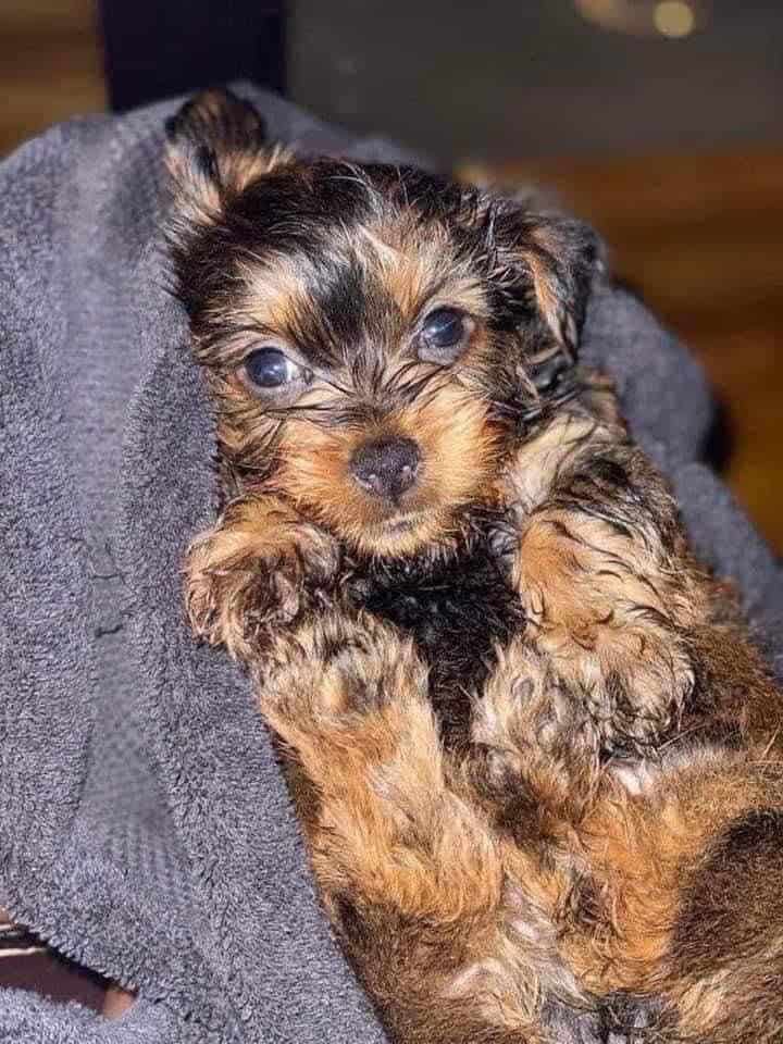 Yorkies image 4