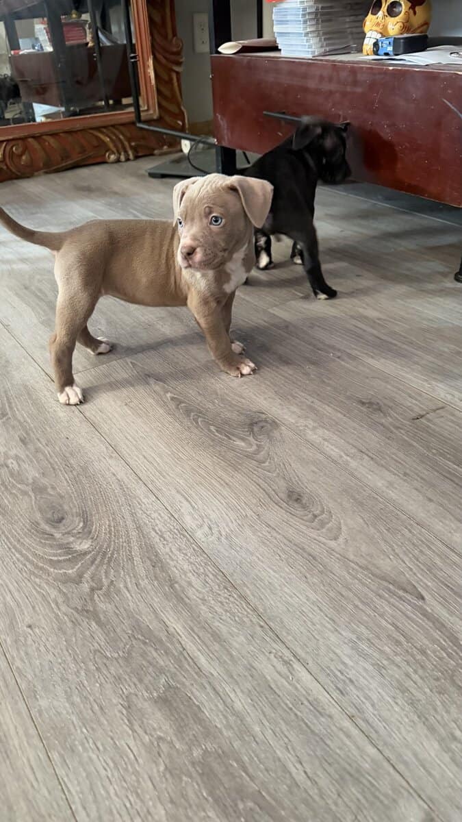 Pit bull puppies for sale!!! image 7