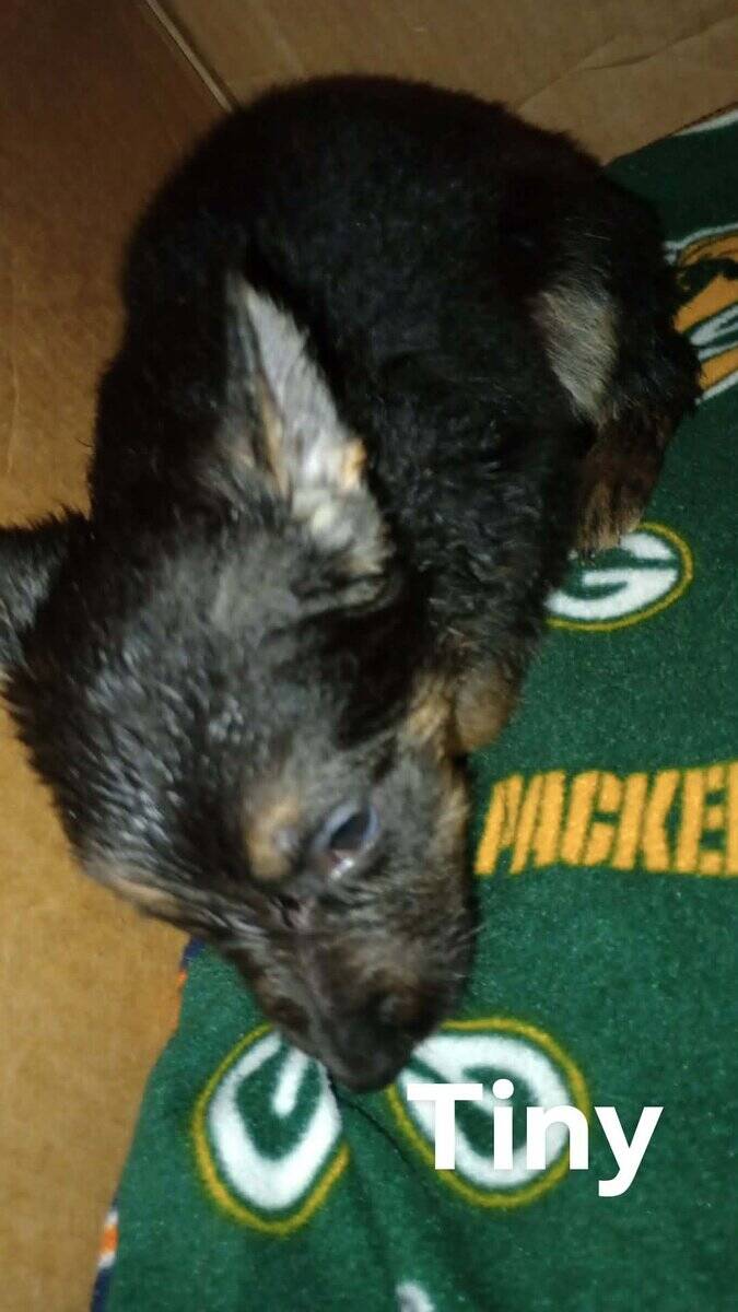 German Shepherd Puppies image 4