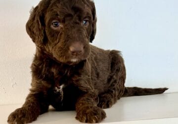 Beautiful Goldendoodle puppies