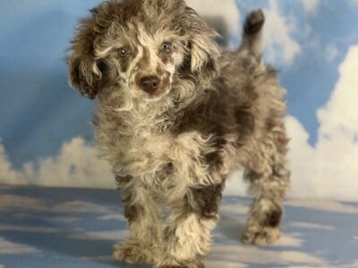 Bruno Male Mini Poodle