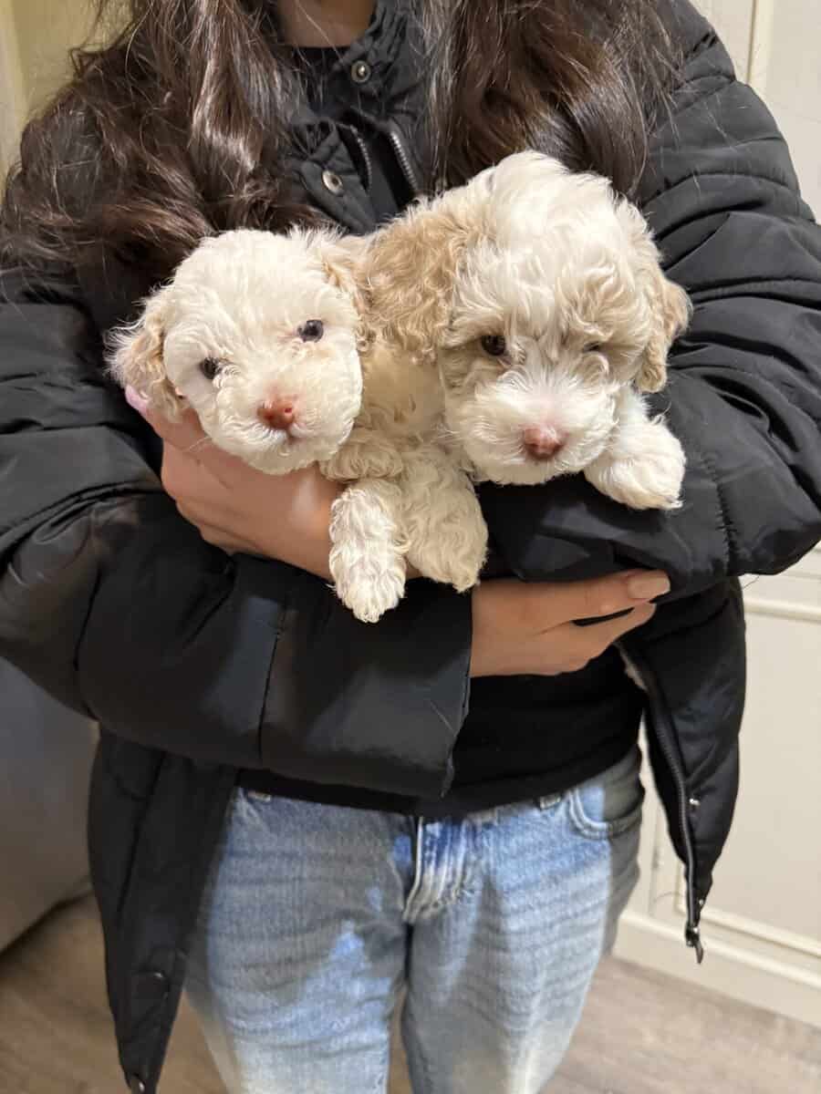 CUTE DOGS image 1