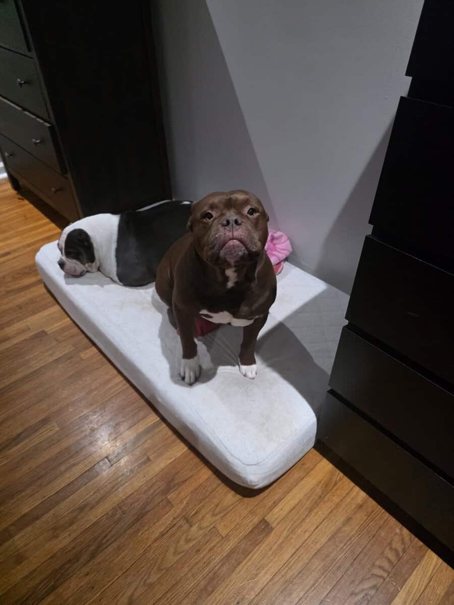 American Bully image 4