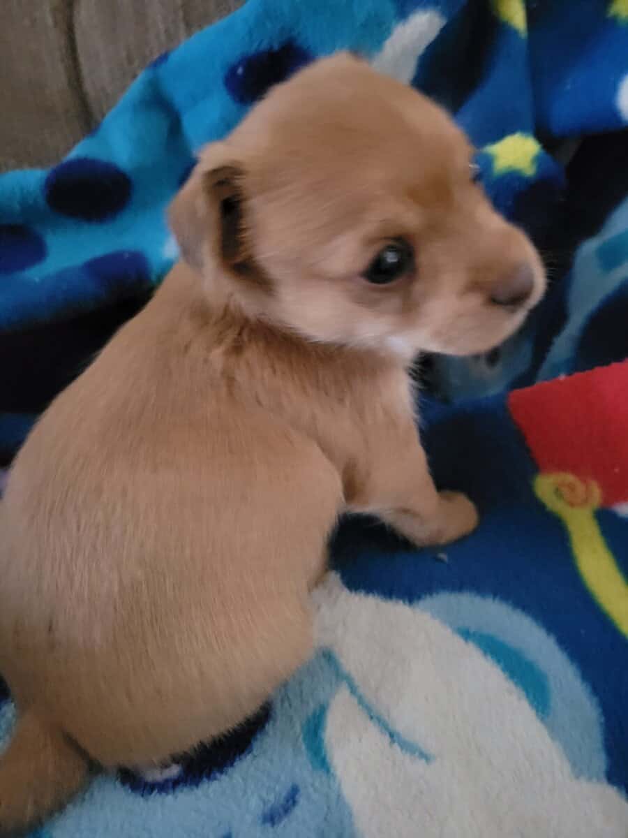 Minpin mix puppies image 2