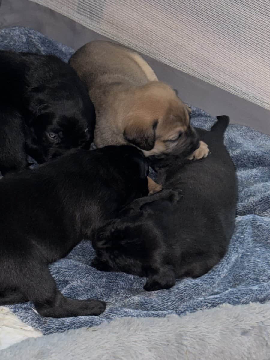 Puppies for sale image 3