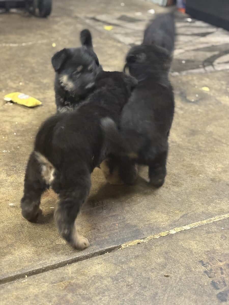 German shepherd image 2