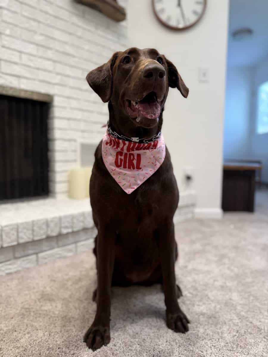 AKC Chocolate Lab image 1