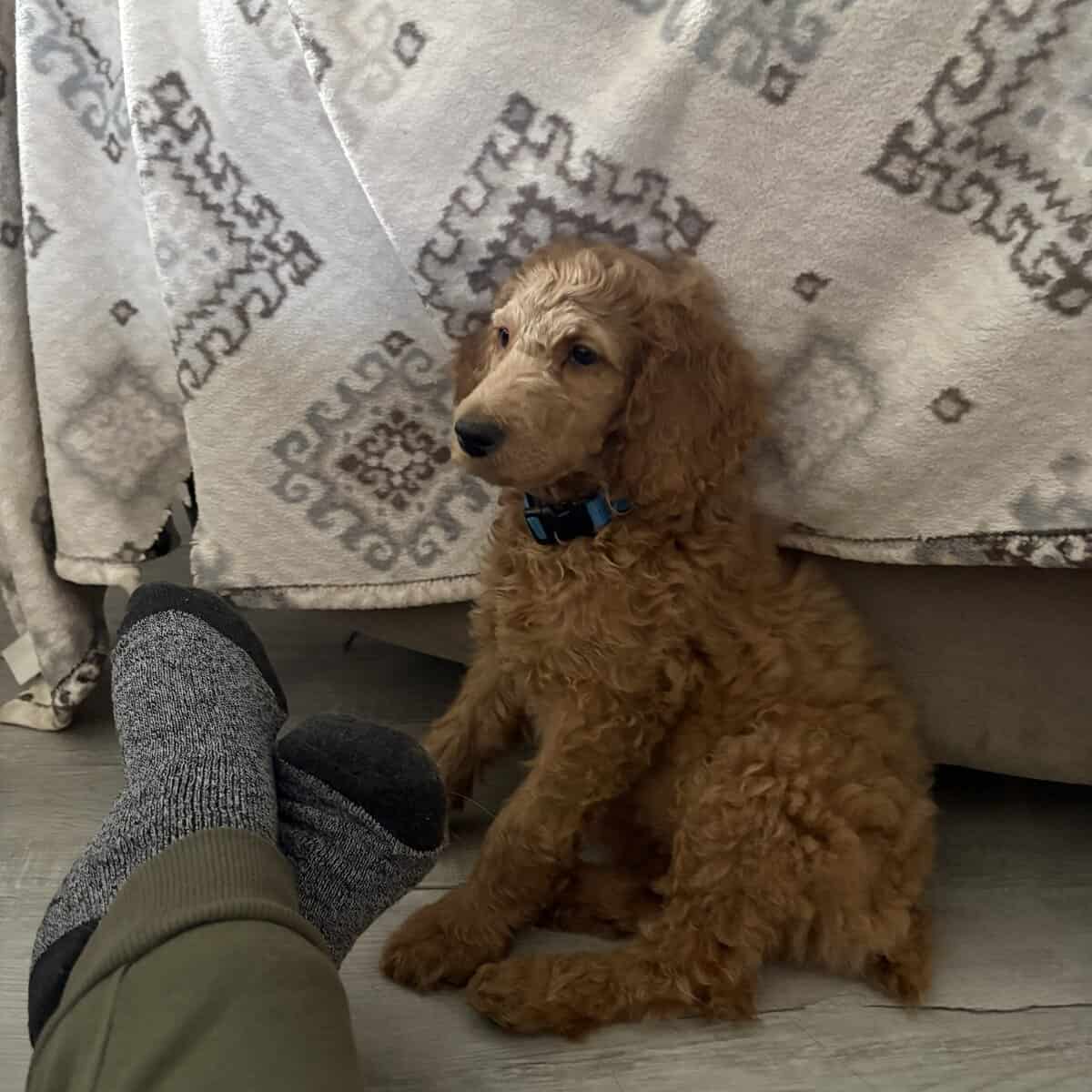 AKC standard poodle puppies image 11