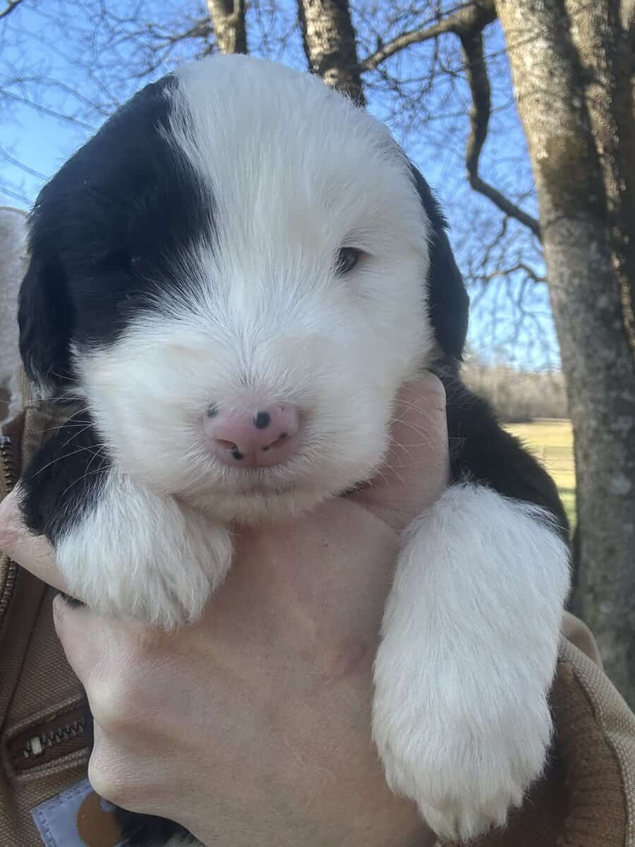 Sheepadoodle Puppies image 2
