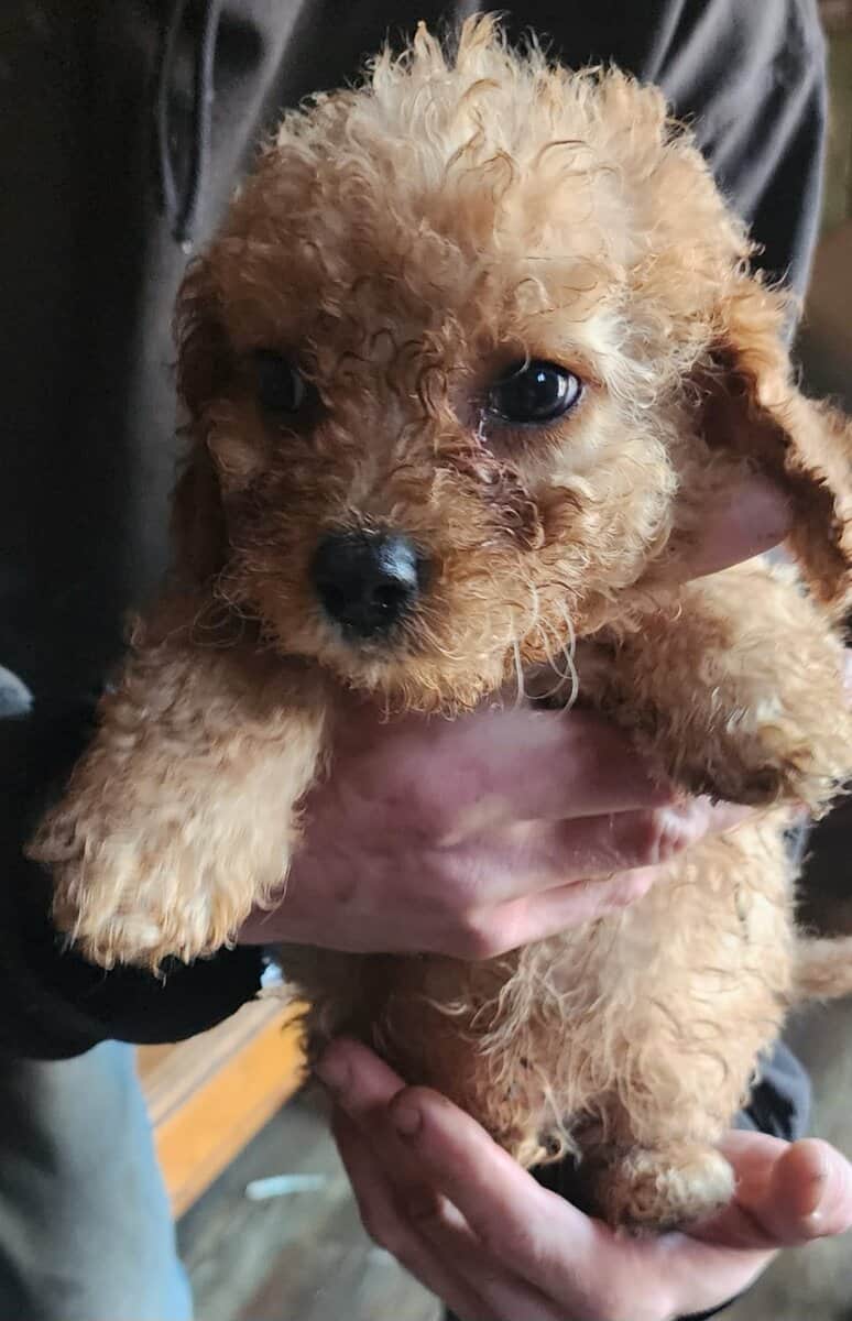 CavaPooShons image 2