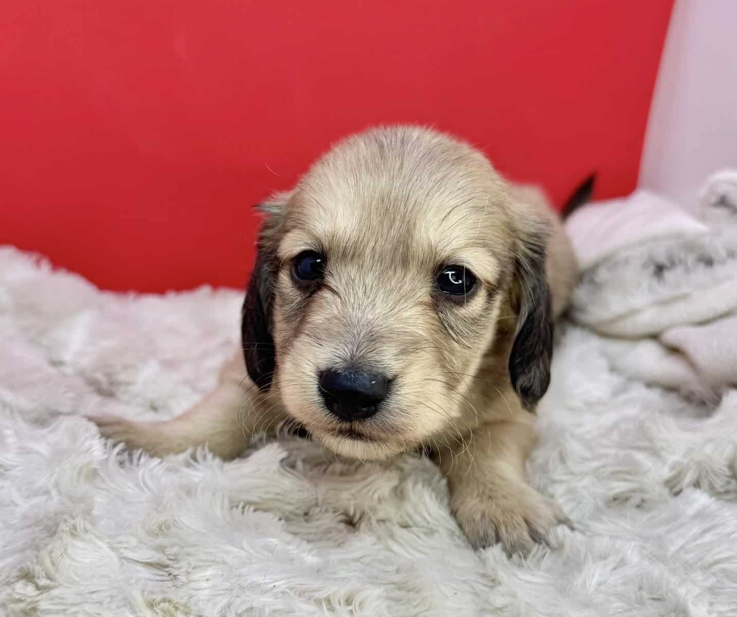 Champion bred dachshund puppies-Import line AKC image 16