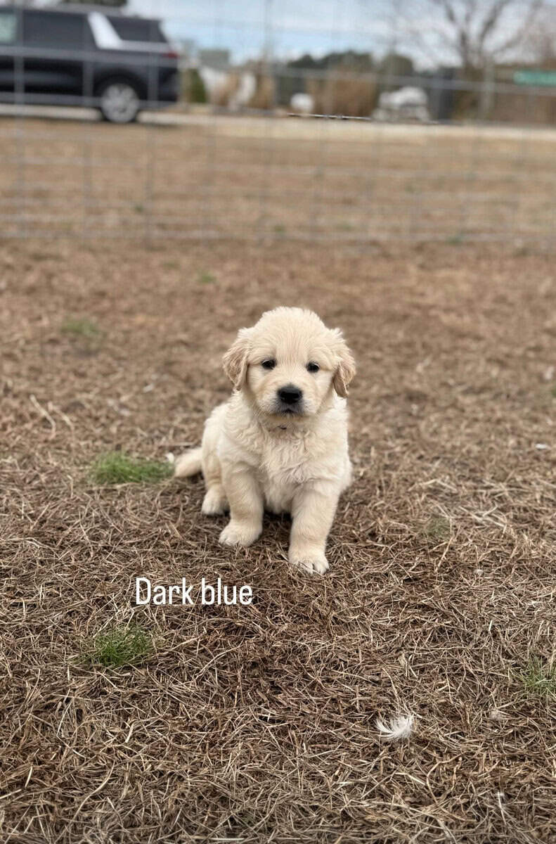 Golden retriever puppies image 1