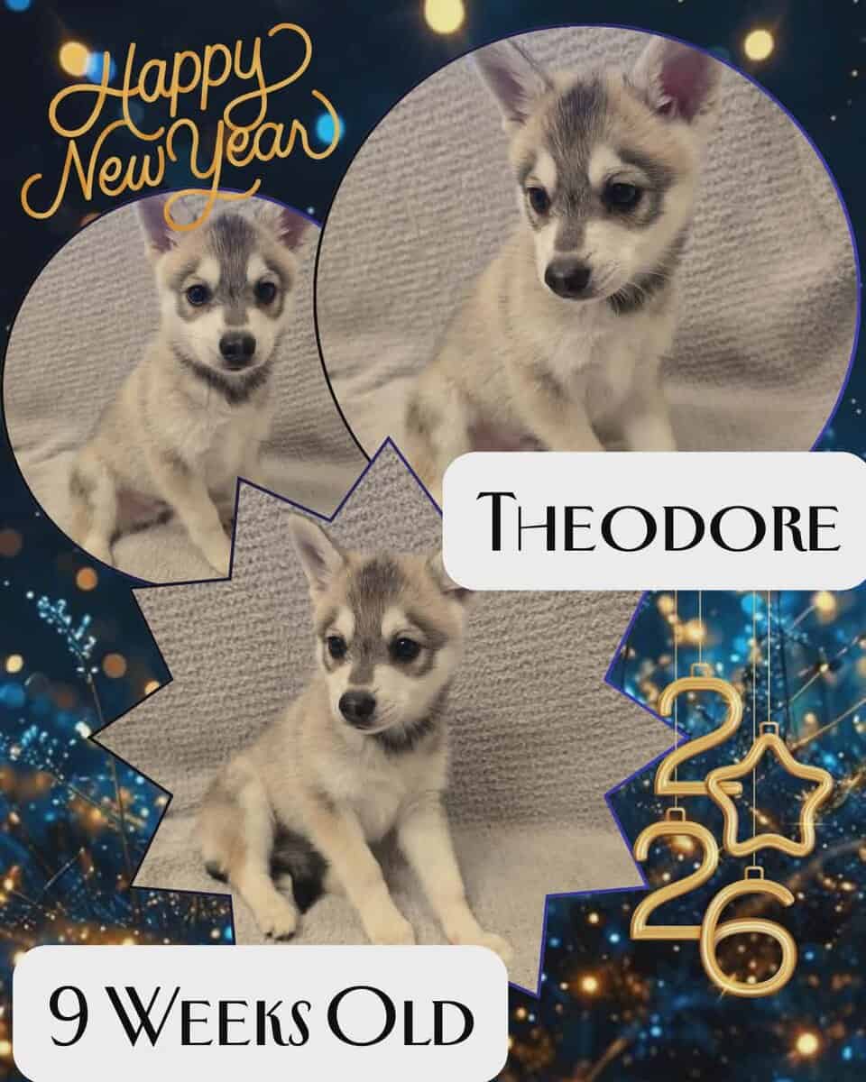 Alaskan Klee Kai image 2