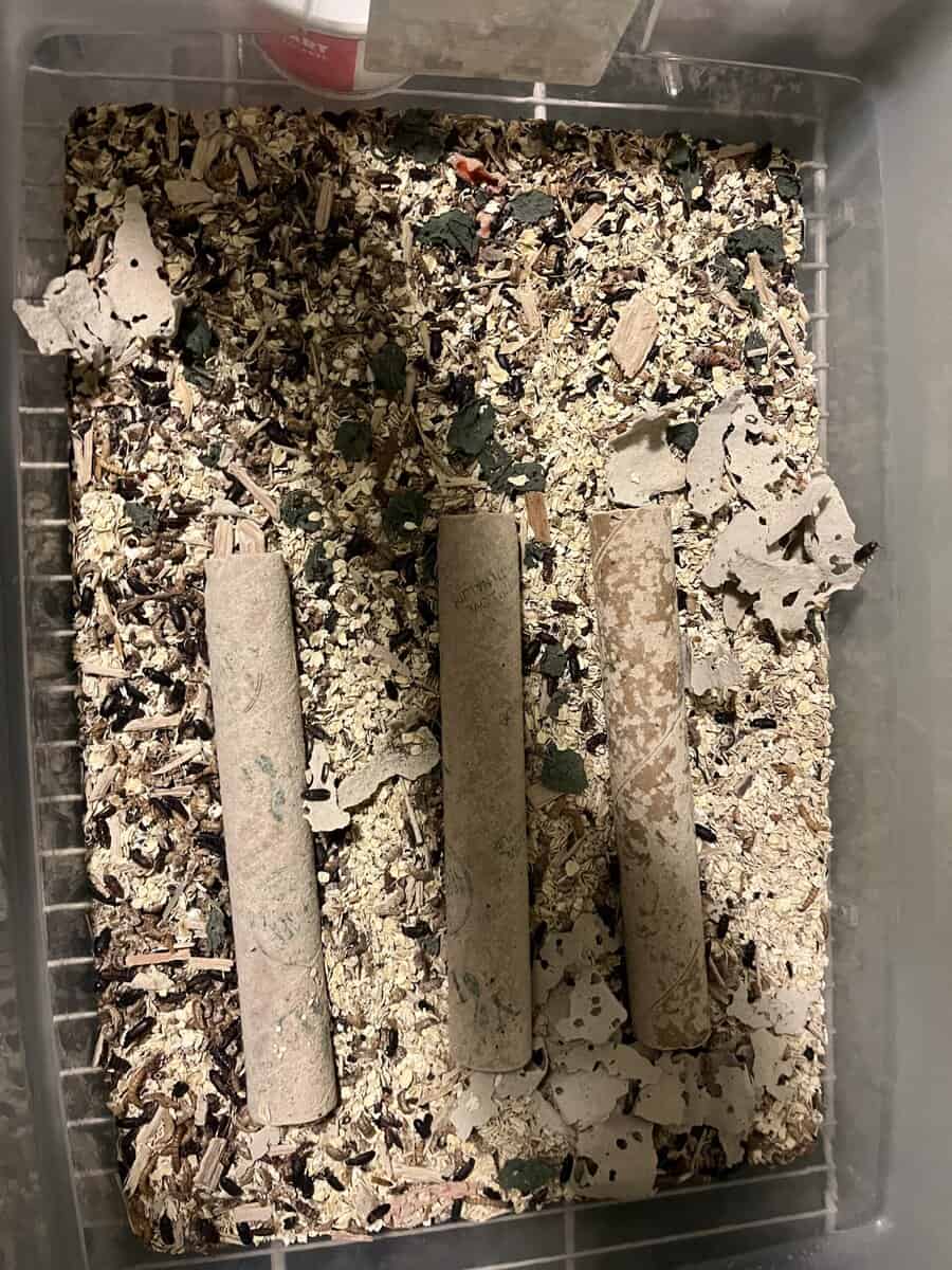 Mealworm breeder image 1