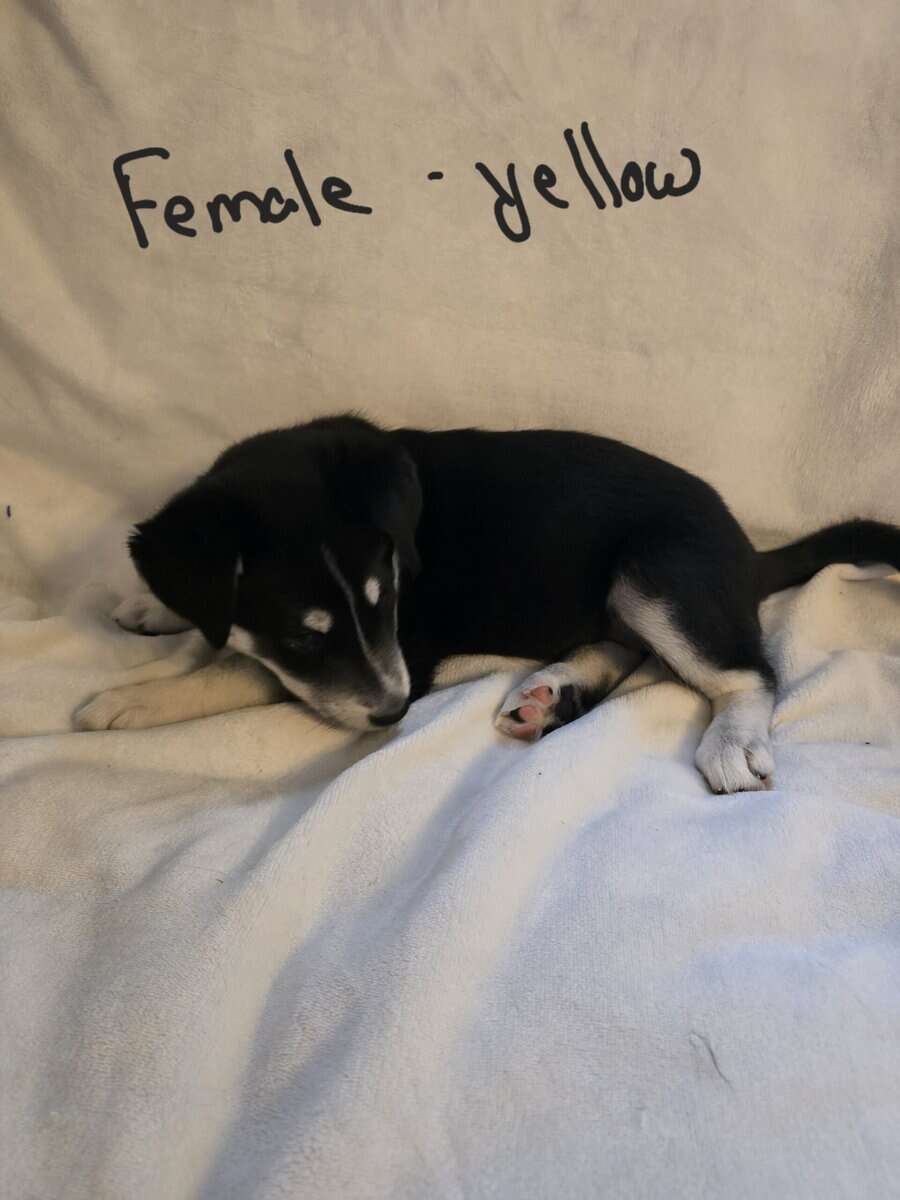 Huskydoodles image 3