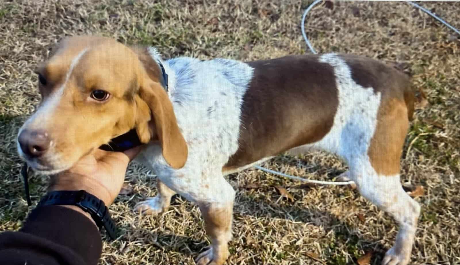 Red and White AKC Registered Beagle for Sale image 1
